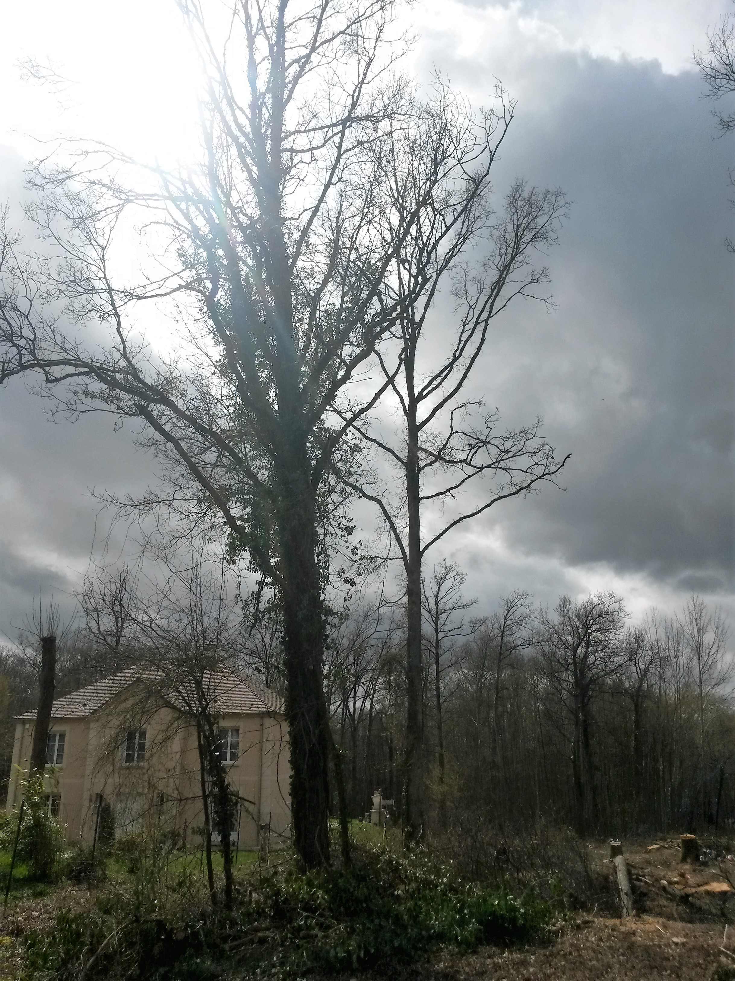 elagage abattage Mouroux 77120